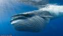 blue-whale-1.jpg