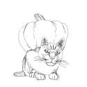 pumpkin_cat.png