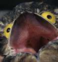 potoo2a.jpg