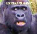 penises out for horembo.jpg