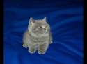 Kitty.jpg
