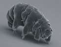 SEM_image_of_Milnesium_tardigradum_in_active_state_-_journal.pone.0045682.g001-2.png