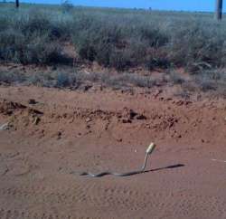 cannedsnake.jpg