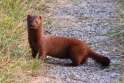 just a mink.jpg