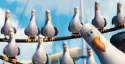 nemo-seagulls_20130323.jpg