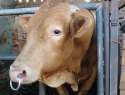 cow_piercing.jpg