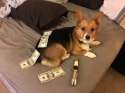 corgi_beast.jpg