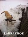 labrathor.jpg