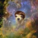 Chihuahua-Tupee.jpg