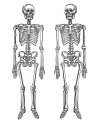 skeleton.jpg