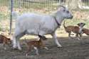 BS-ae-pet-goat-photo-p8-fox.jpg