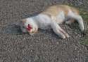 kittykittykitty.jpg
