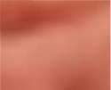 forehead.png
