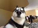 perrro.jpg