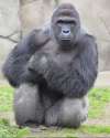 HarambAIDS.jpg