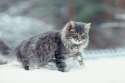 abc-die-katze-lief-im-schnee-689x459.jpg