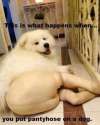 dawg.jpg