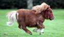 tiny horse.jpg