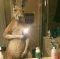 kangaroo-selfie.jpg