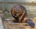 Beaver.jpg