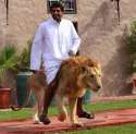 afugginlion.jpg