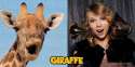 giraffe.jpg