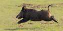 o-WILD-BOAR-facebook.jpg