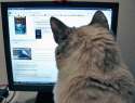 kitty_surfing_b_by_aforadultery.jpg