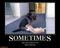 funny cat and dog meme.jpg