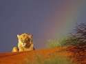 Young_Lion_Resting_in_the_Kalahari_Red_Sand_Dunes_Intu_Africa_Reserve_Namibia_Africa.jpg