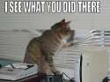 lolcat.jpg