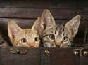 Young Ocicats.jpg