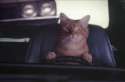 Driving.gif