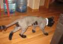 funny-hilarious-animals0.jpg