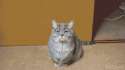 1471087377583.gif