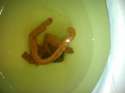 poops.jpg