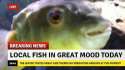 FISH.IN.GREAT.MOOD.TODAY...jpg