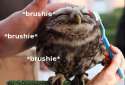 This+is+now+a+brushie+thread+_f6c896664d9e3c2eb187d83fac7d6417.jpg