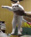 cat-longcatisshort.jpg