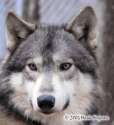 wofl1.jpg