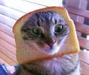 cat_bread.jpg