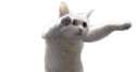 longcat.jpg