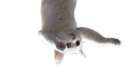 longcat3.jpg
