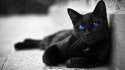 cateyes.png