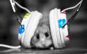 hamster-hd-wallpaper-3-1920x1200.jpg