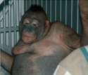 pony-the-orangutan-whore.jpg