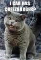 LOLcats.png