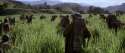 terrence-malick-the_thin_red_line.png