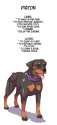 nice dog.jpg