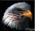 murica.gif